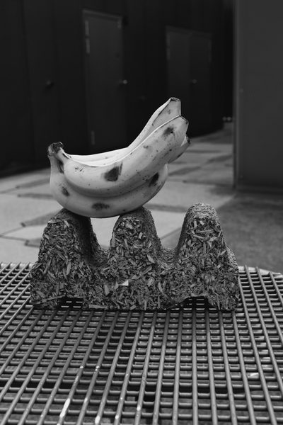 Publikationen Publikationen