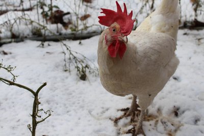 chickpics.ch chickpics.ch