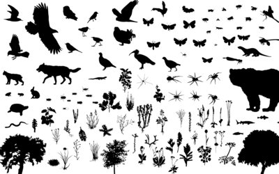 The Garden as Translation The Garden as Translation